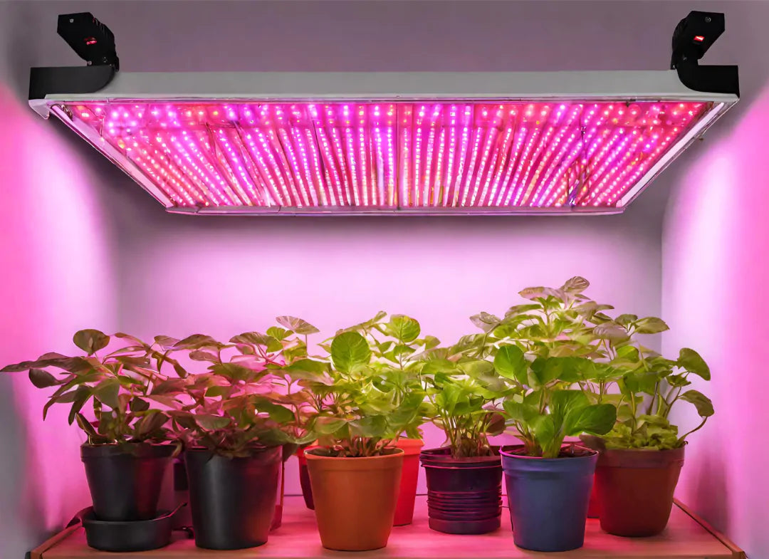 Using LED Lights in Hydroponics