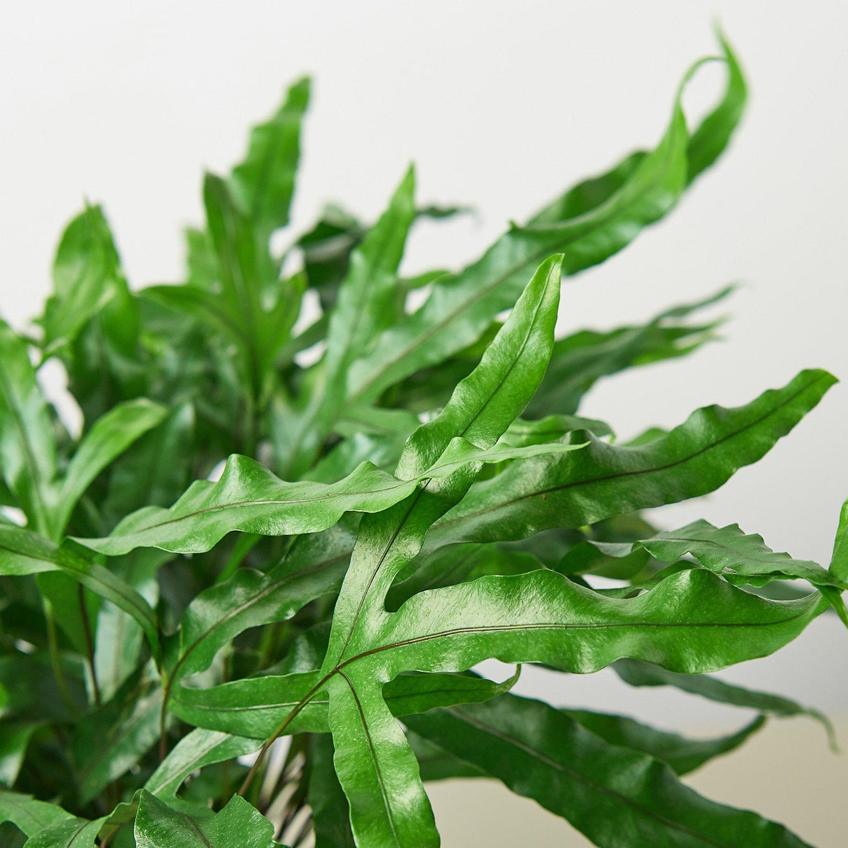 Kangaroo Paw Fern Plant