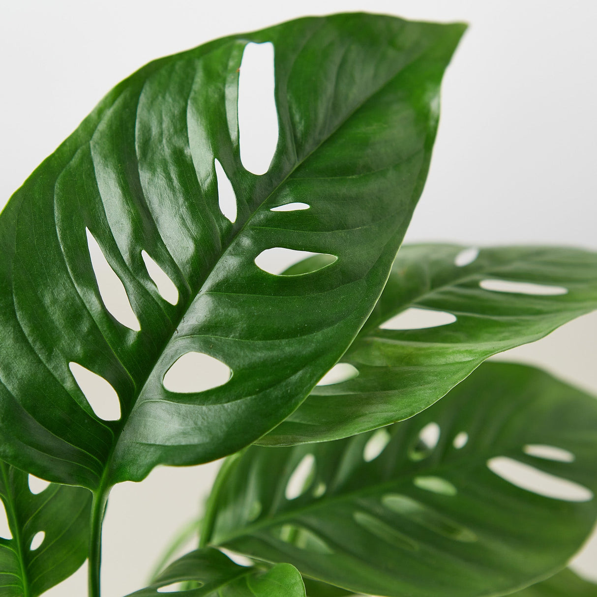 Monstera Adansonii - Swiss Cheese Plant