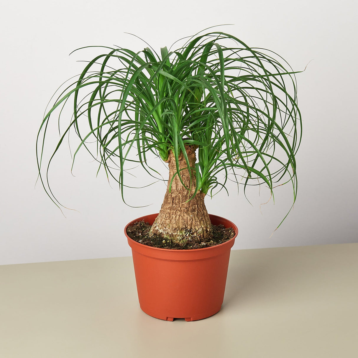 Ponytail Palm Plant