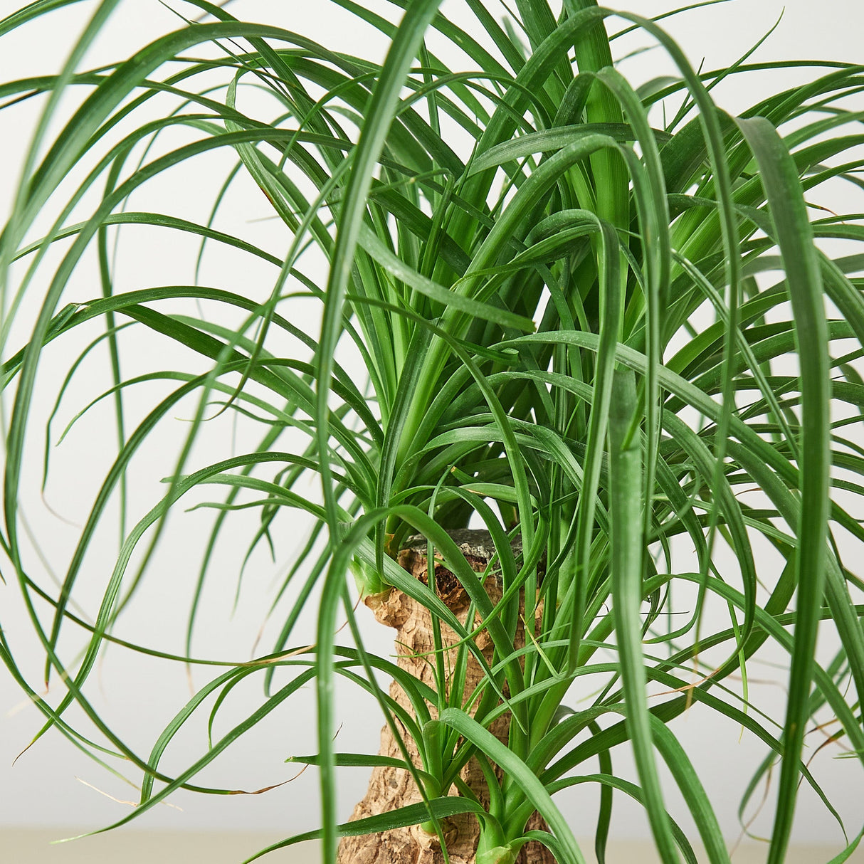 Ponytail Palm Plant
