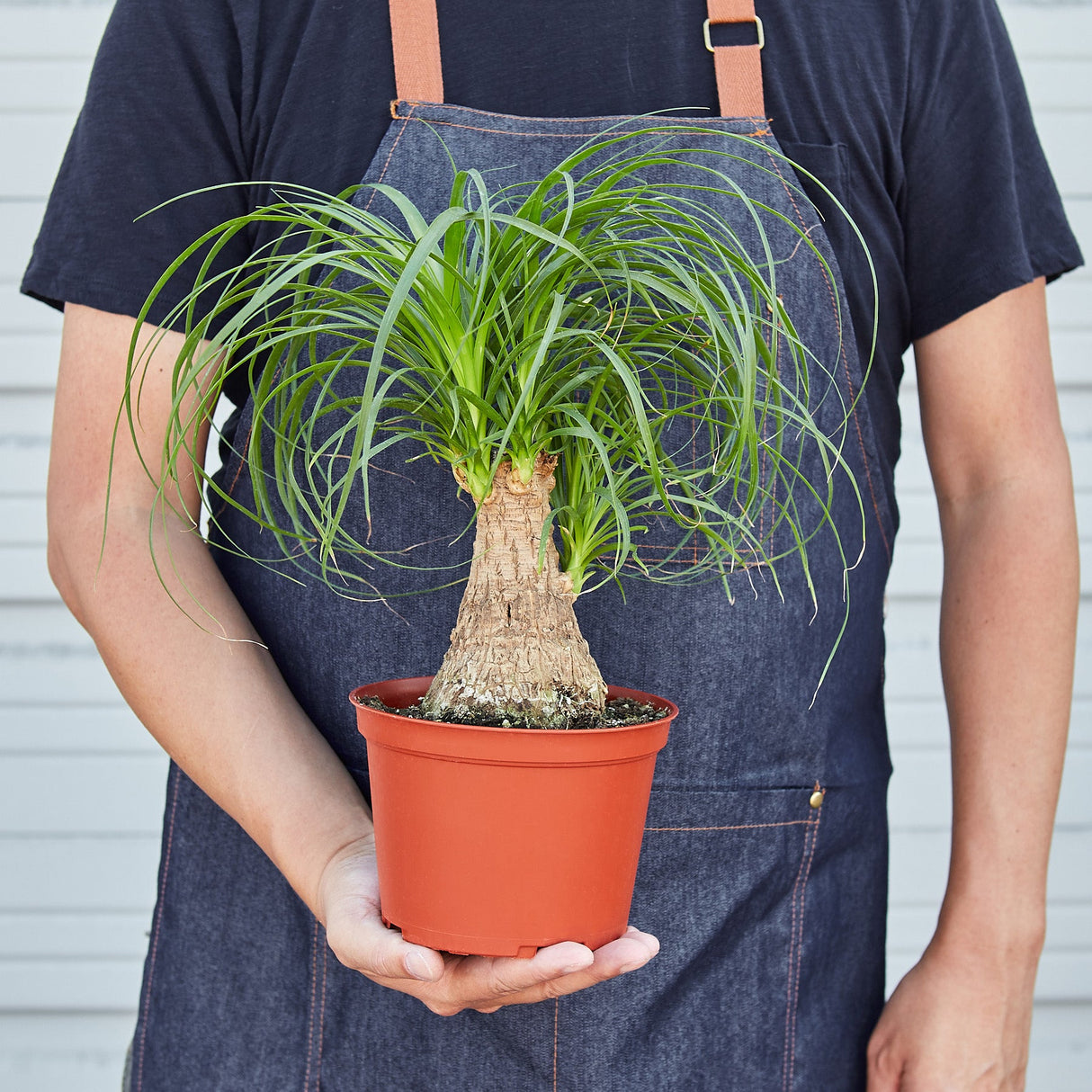Ponytail Palm Plant
