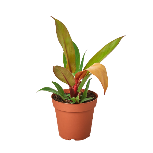 Prince of Orange Philodendron Houseplant