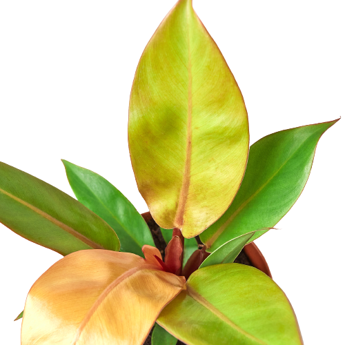 Prince of Orange Philodendron Houseplant