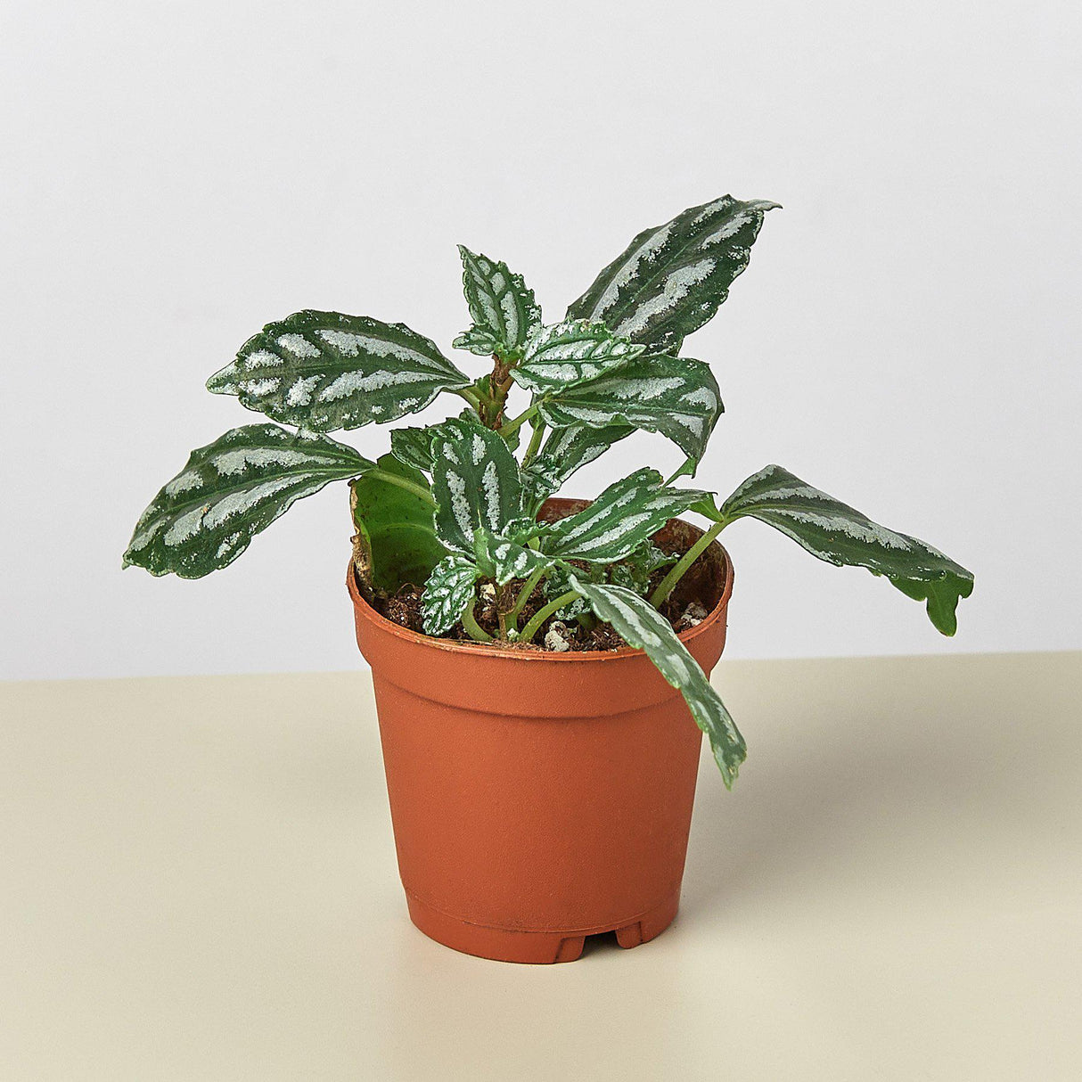 Aluminum Pilea Plant