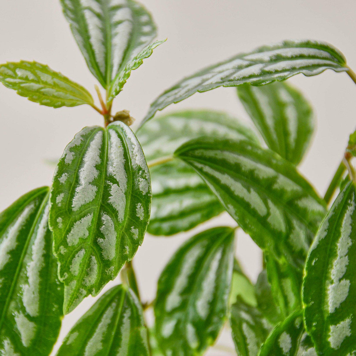 Aluminum Pilea Plant