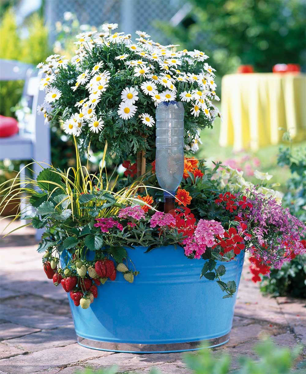 Blumat Easy + Bottle Adapter – Automatic Plant Watering Stake