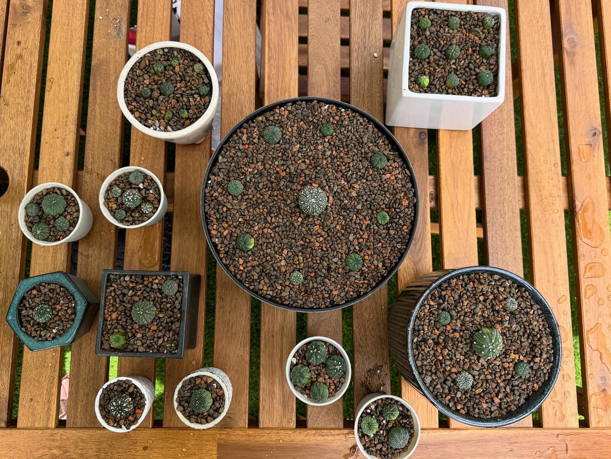 Cactus & Succulent Soil - Coarse Mix