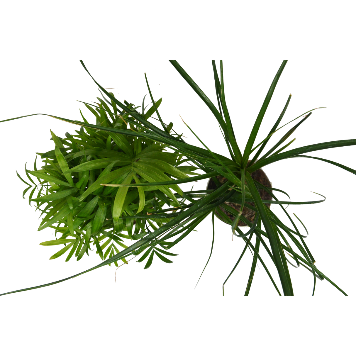 2 Palm Variety Pack / 4" Pots / Live Plant / House Plant