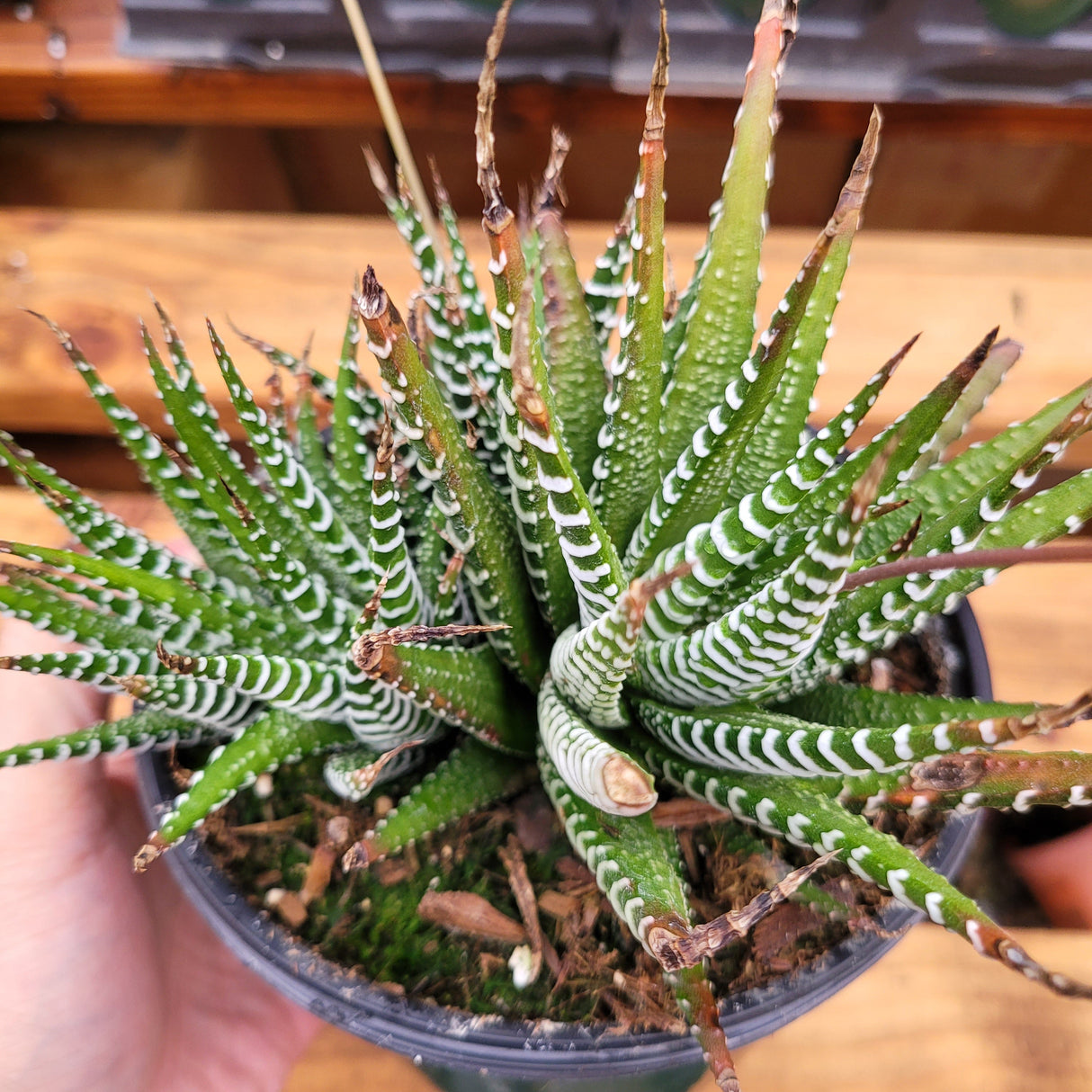 Haworthia fasciata 'Zebra Plant' – Live Striped Succulent