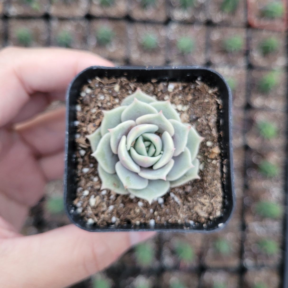Echeveria 'Lola' Succulent Plant – Rosette-Forming Live Succulent