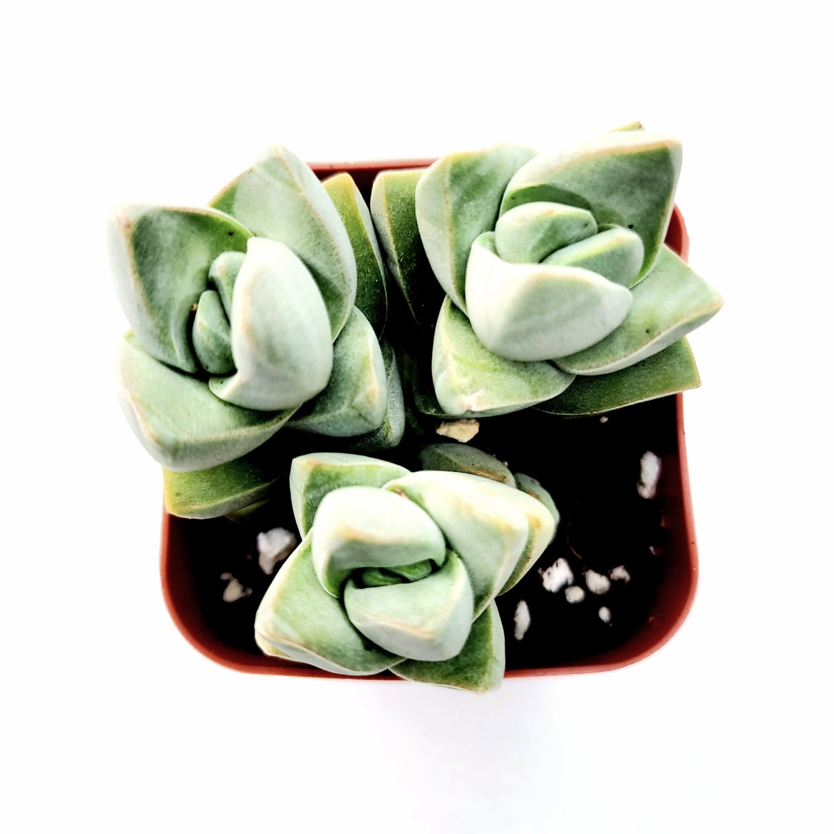 Crassula 'Moonglow' – Live Succulent Plant