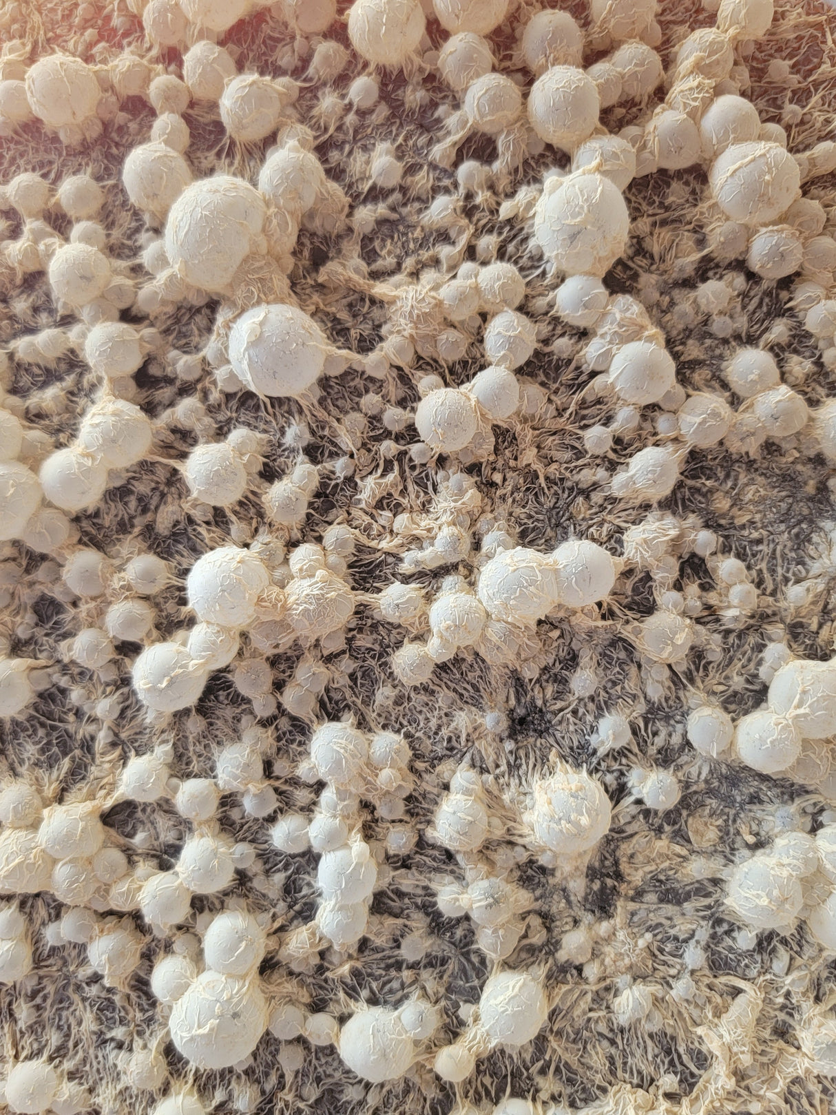 BrewKashi Liquid Bokashi, Lactic Acid Microbial Activator & DIY Bokashi Starter