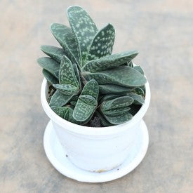 Gasteria Bicolor var. Liliputana Succulent Plant