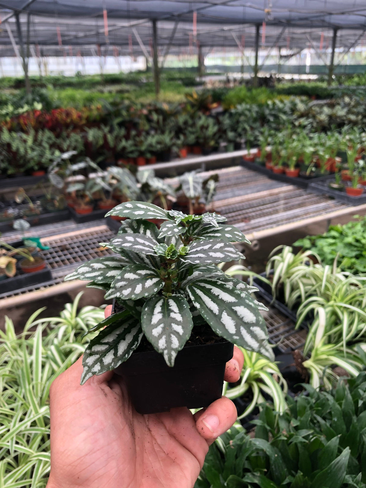 Aluminum Pilea Plant
