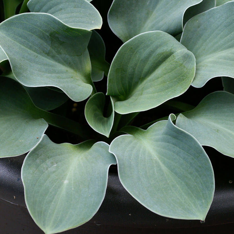Blue Mouse Ear Hosta Plant – Miniature Blue-Green Perennial