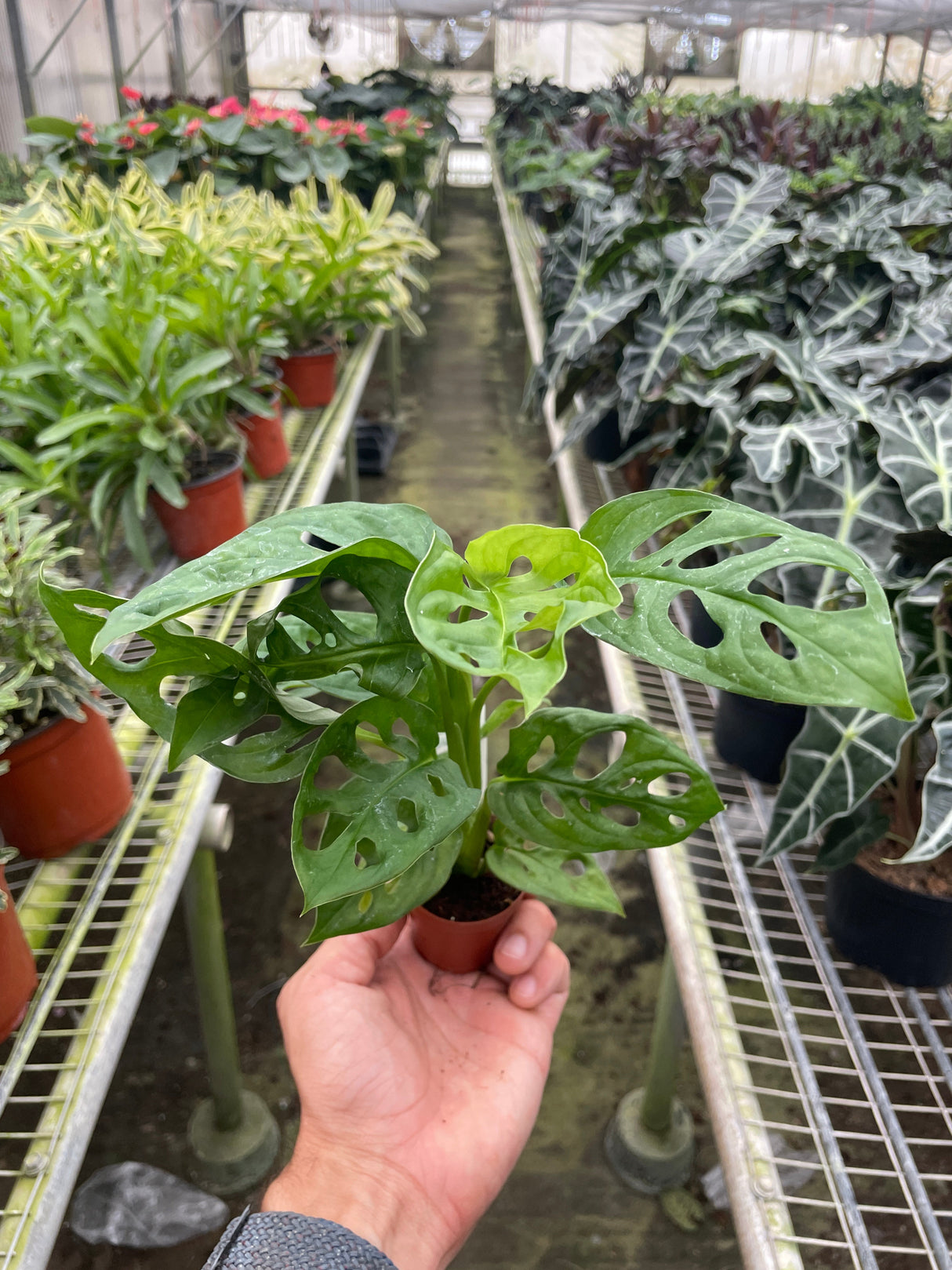 Monstera Adansonii - Swiss Cheese Plant