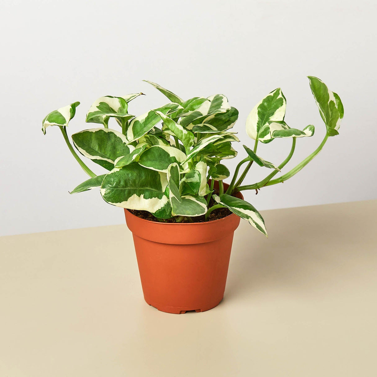 Pothos ‘N’joy’ Plant – Epipremnum aureum