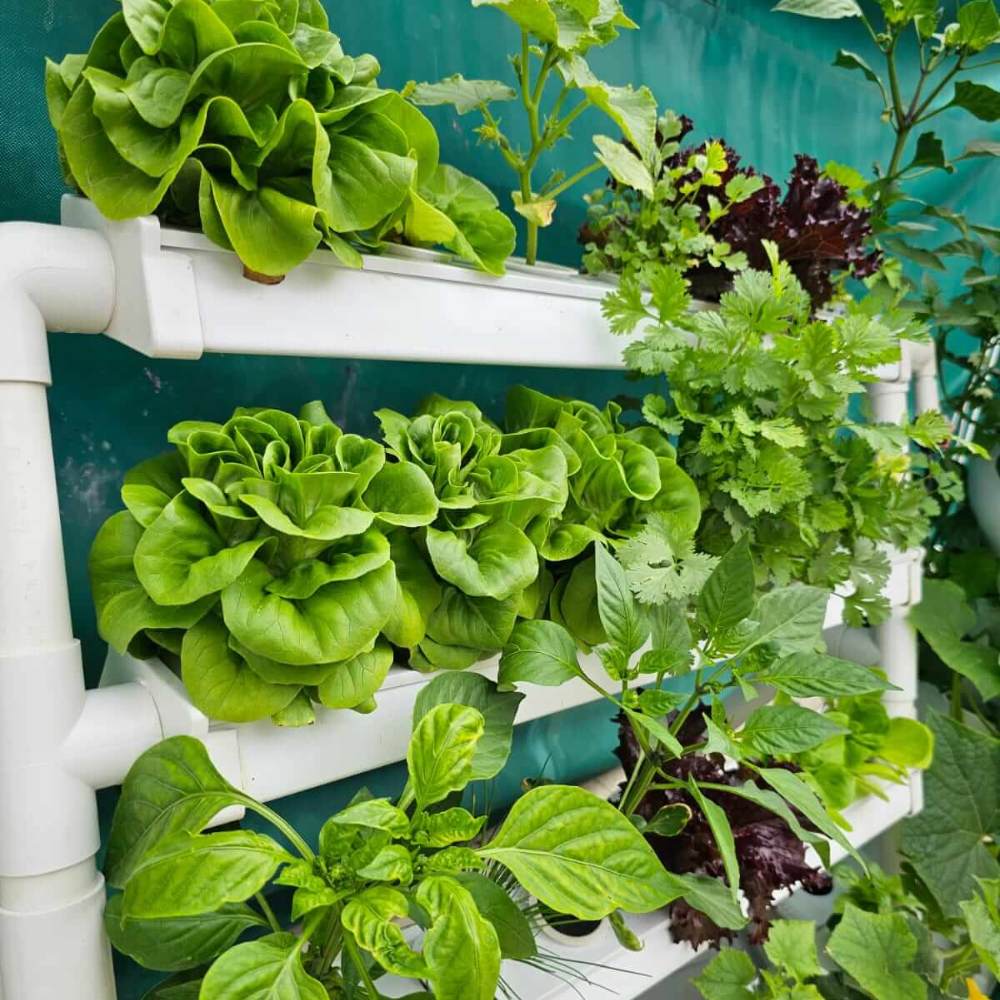 Wally 32 - Fixed Wall Hydroponic Gardening System