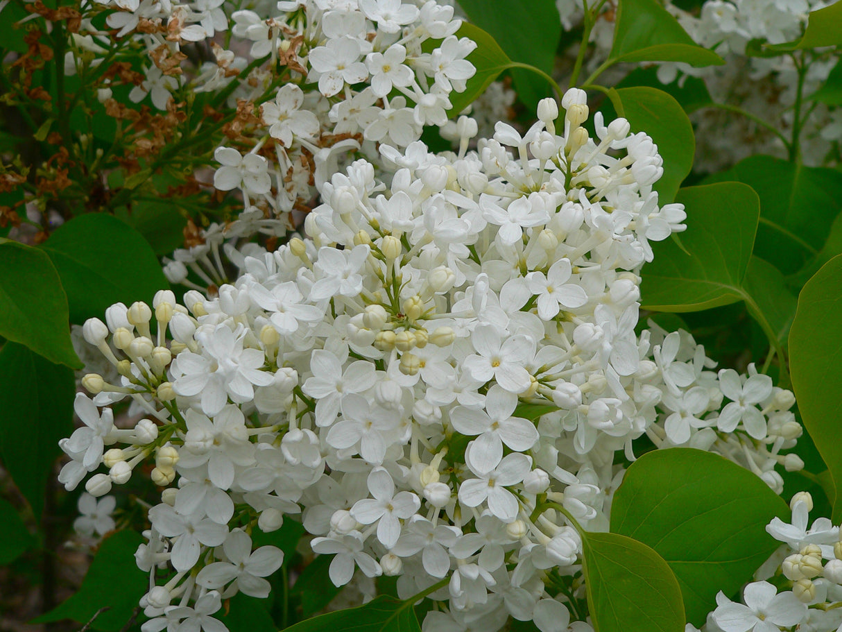 Betsy Ross Lilac Shrub