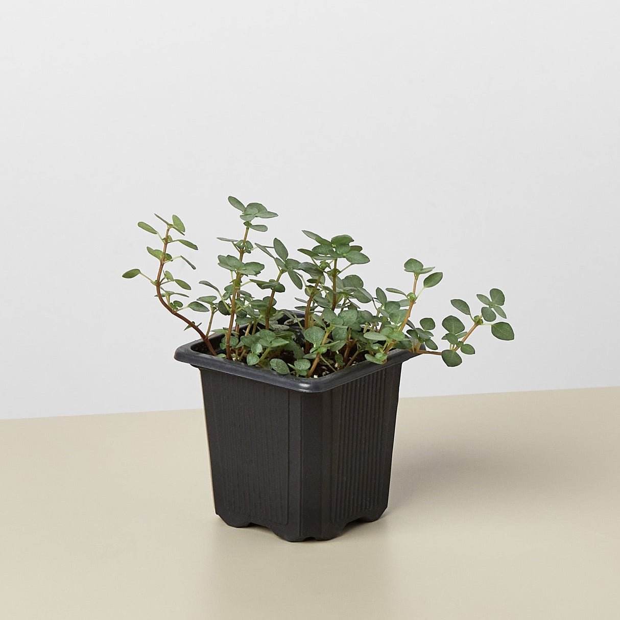 Silver Sparkle Nettle Plant