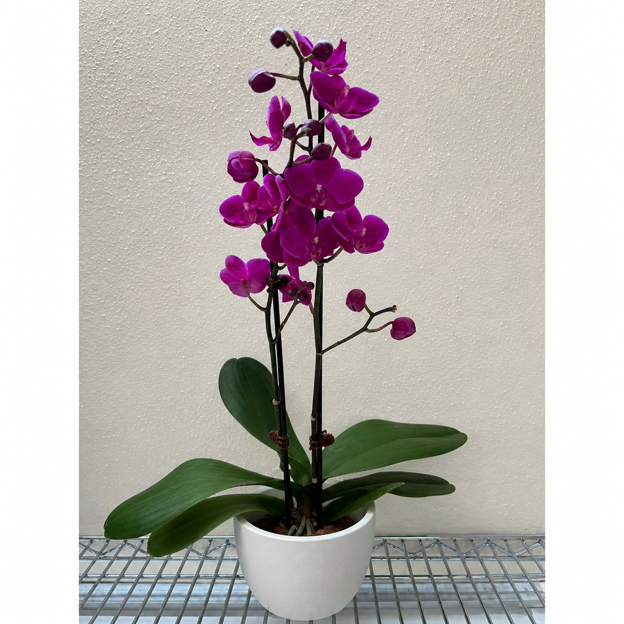 Purple Phalaenopsis Orchid