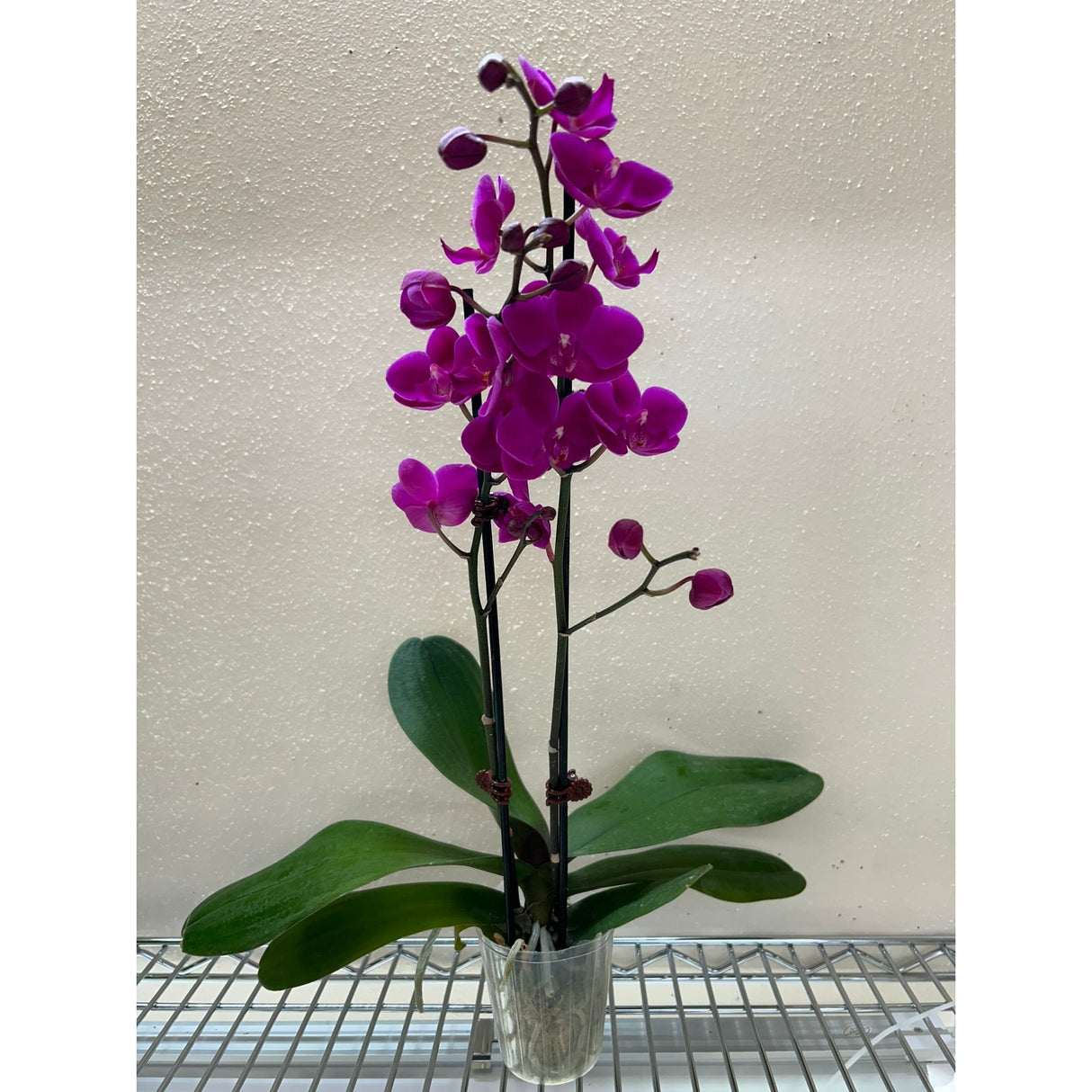 Purple Phalaenopsis Orchid