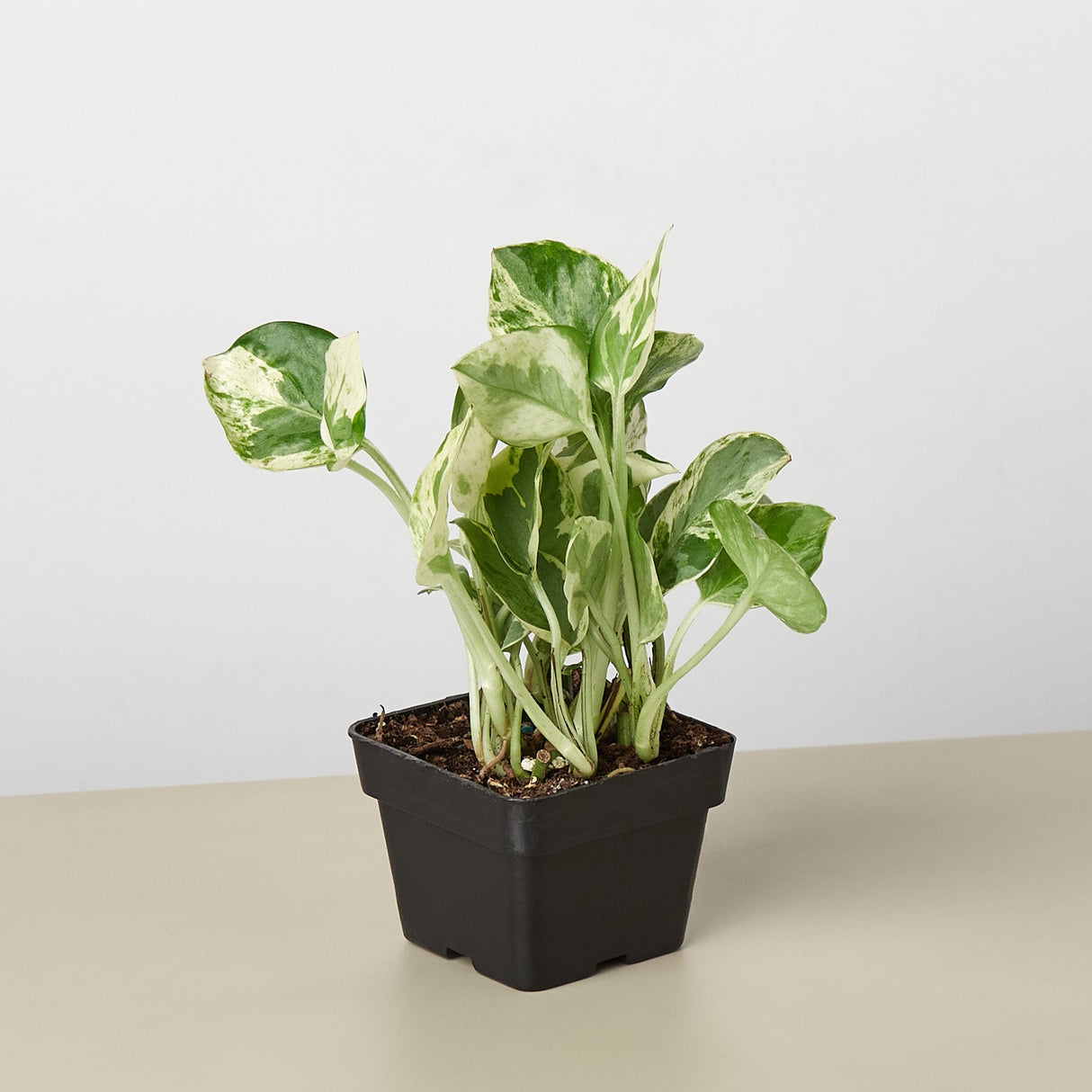 Pothos ‘N’joy’ Plant – Epipremnum aureum