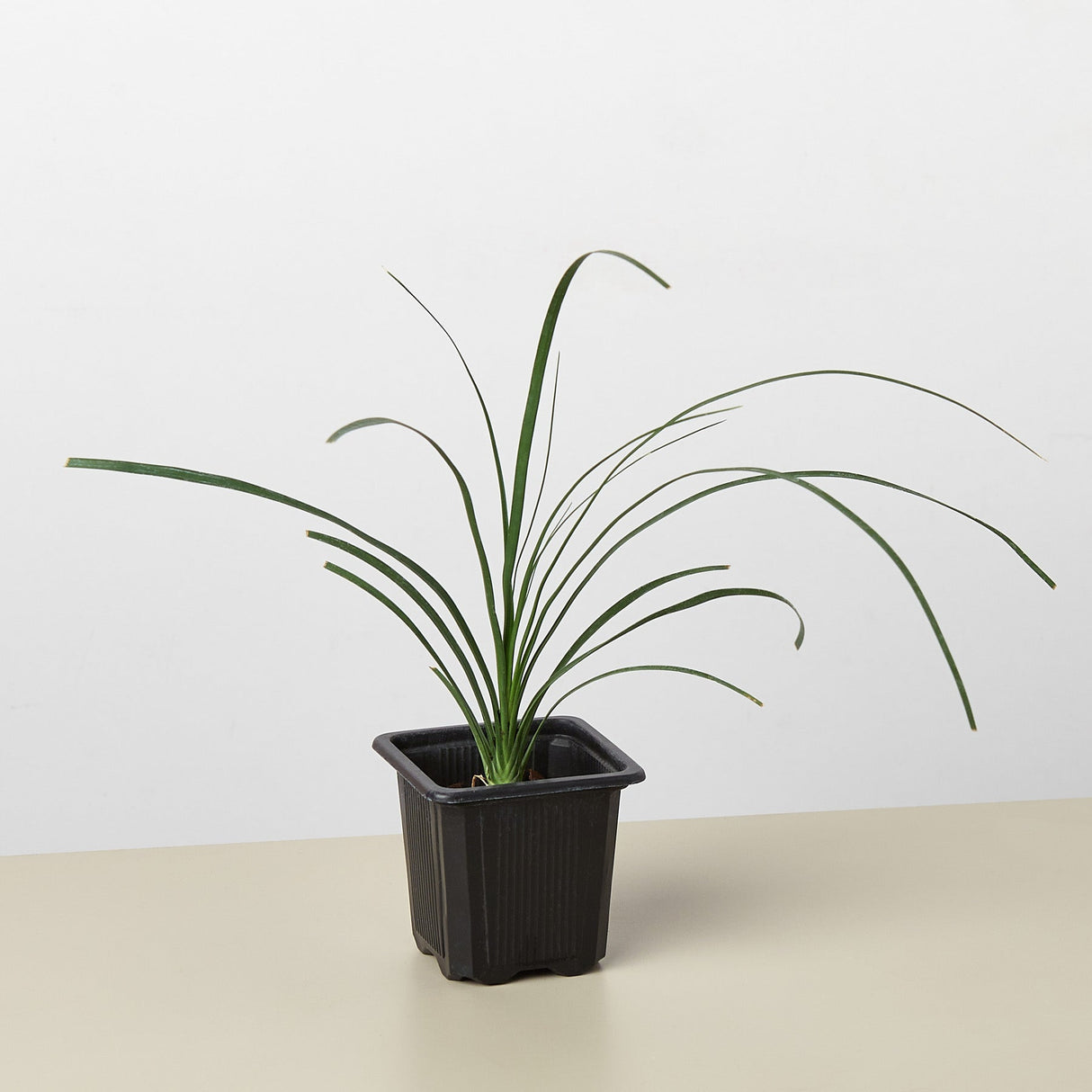 Ponytail Palm Plant