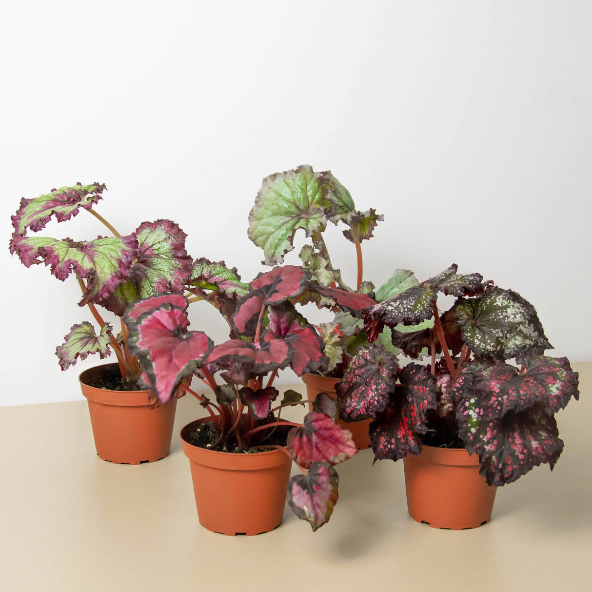 Rex Begonia Plant 4-Pack Variety