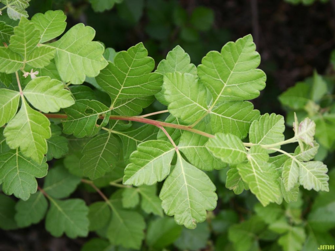 Fragrant Sumac Shrub – Rhus aromatica