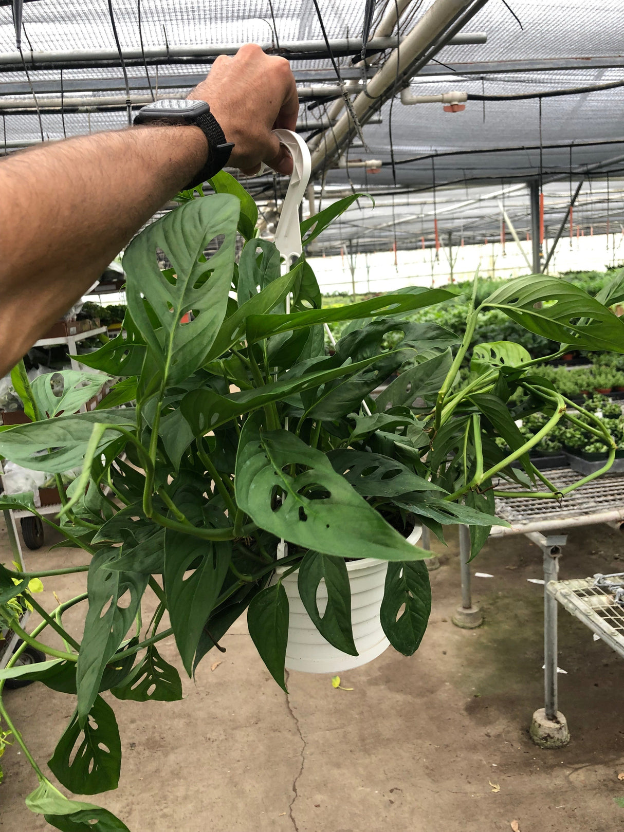 Monstera Adansonii - Swiss Cheese Plant