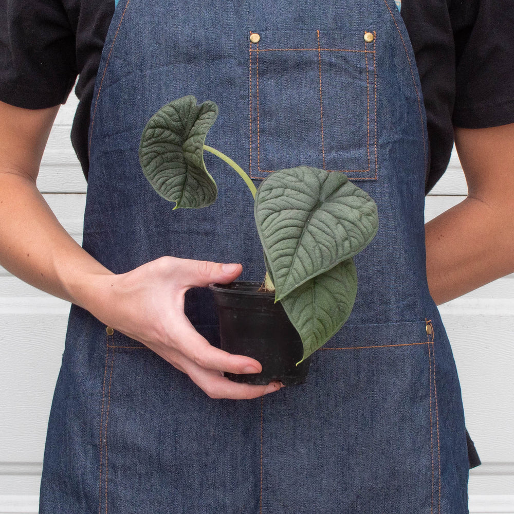 Alocasia 'Melo' Plant – Jewel Alocasia with Thick Blue-Green Foliage