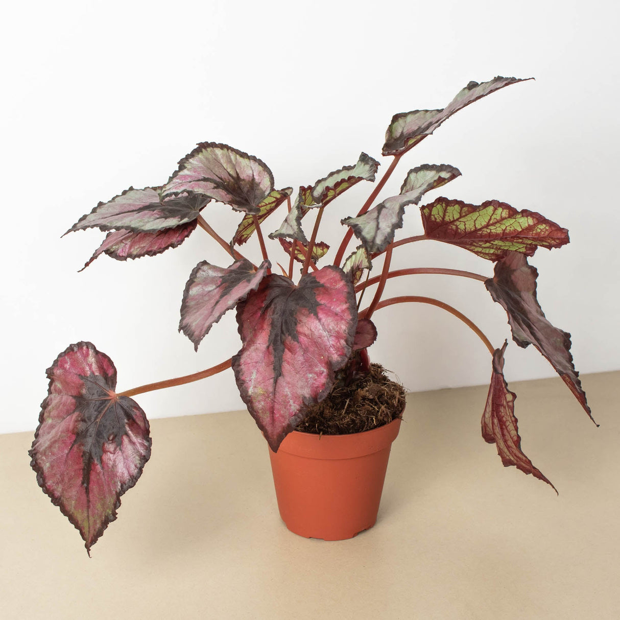 Rex Begonia Plant 4-Pack Variety