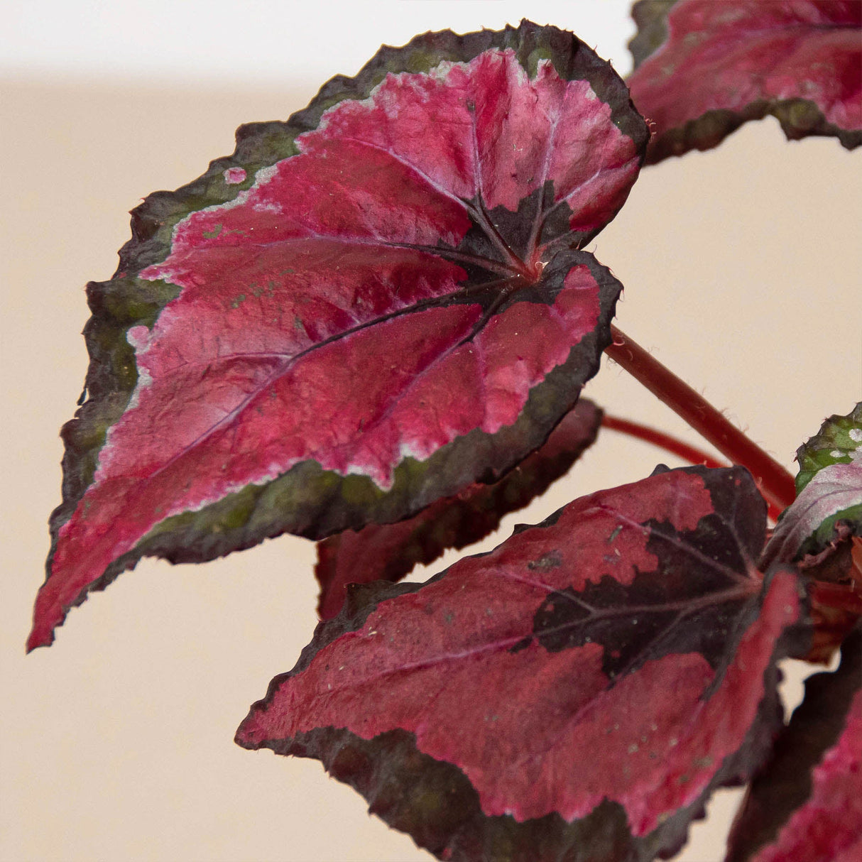 Rex Begonia Plant 4-Pack Variety