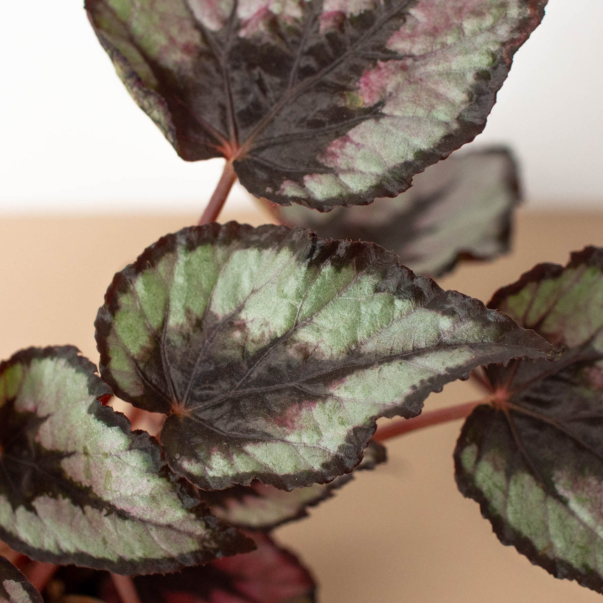 Rex Begonia Plant 4-Pack Variety
