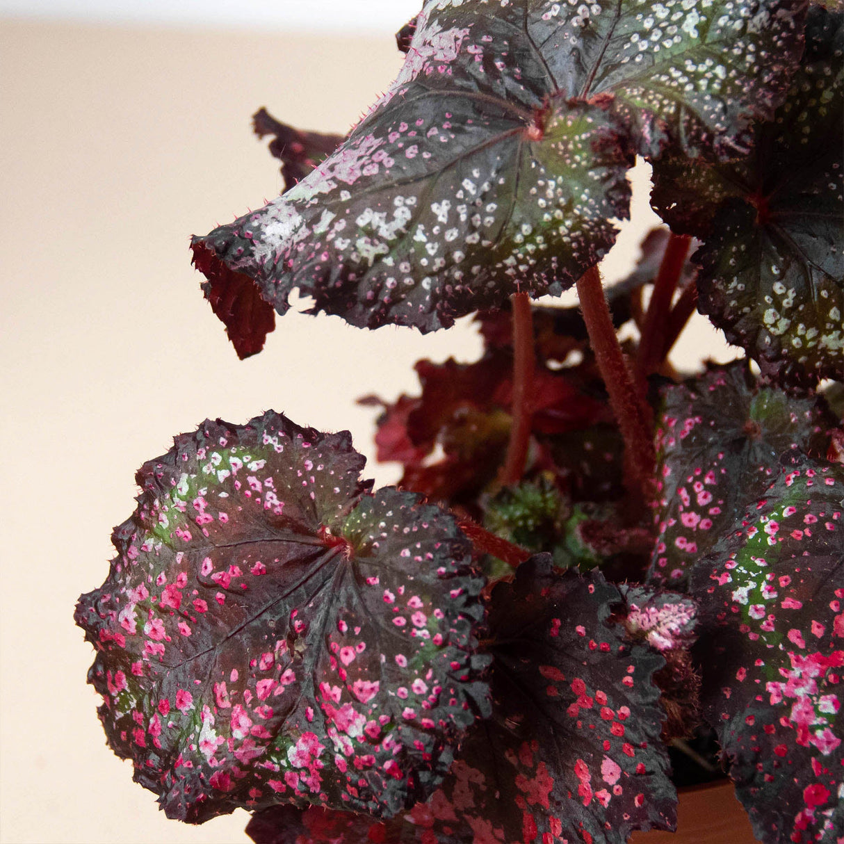 Rex Begonia Plant 4-Pack Variety