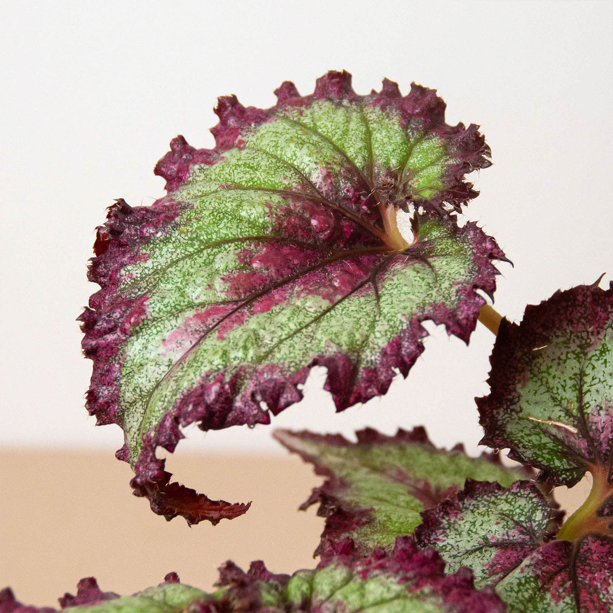 Rex Begonia Plant 4-Pack Variety