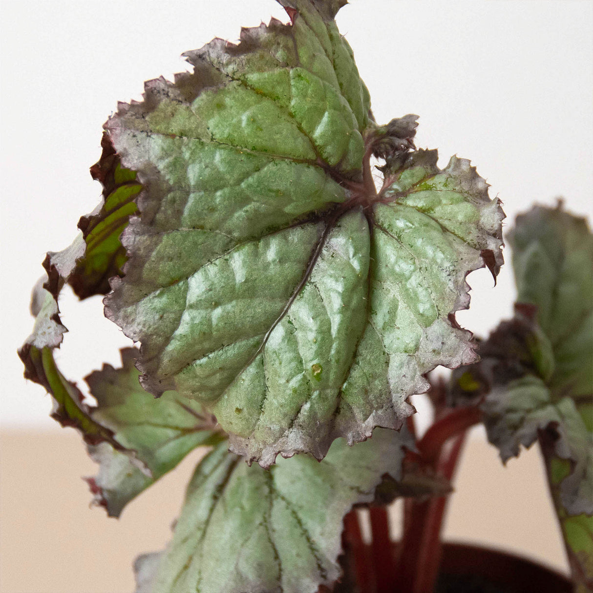 Rex Begonia Plant 4-Pack Variety