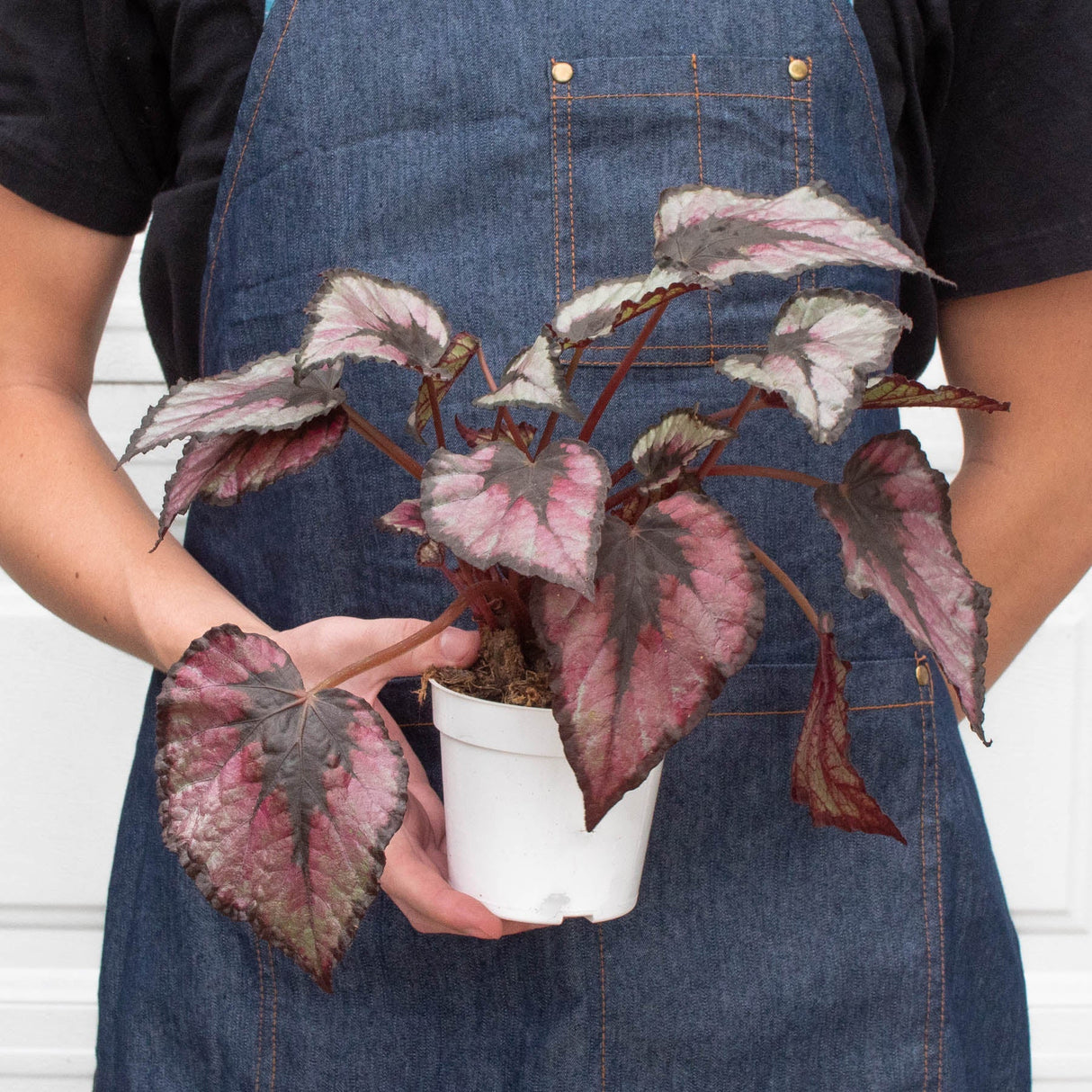 Rex Begonia Plant 4-Pack Variety