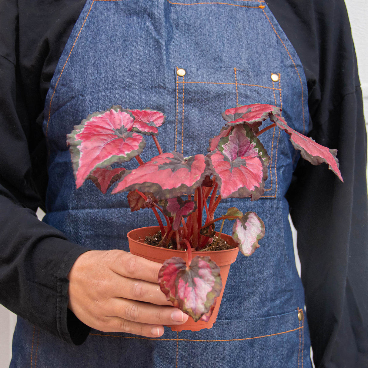 Rex Begonia Plant 4-Pack Variety