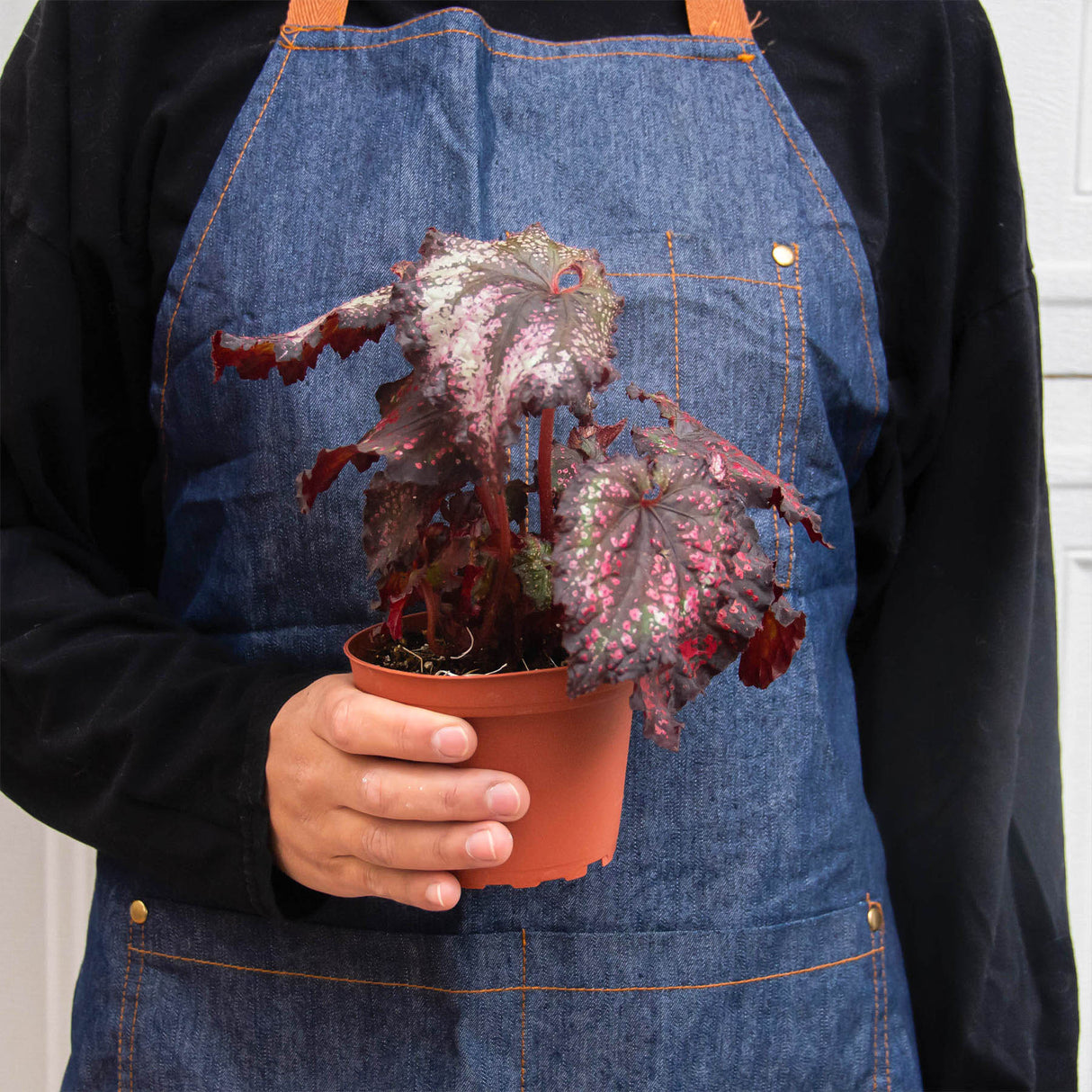 Rex Begonia Plant 4-Pack Variety