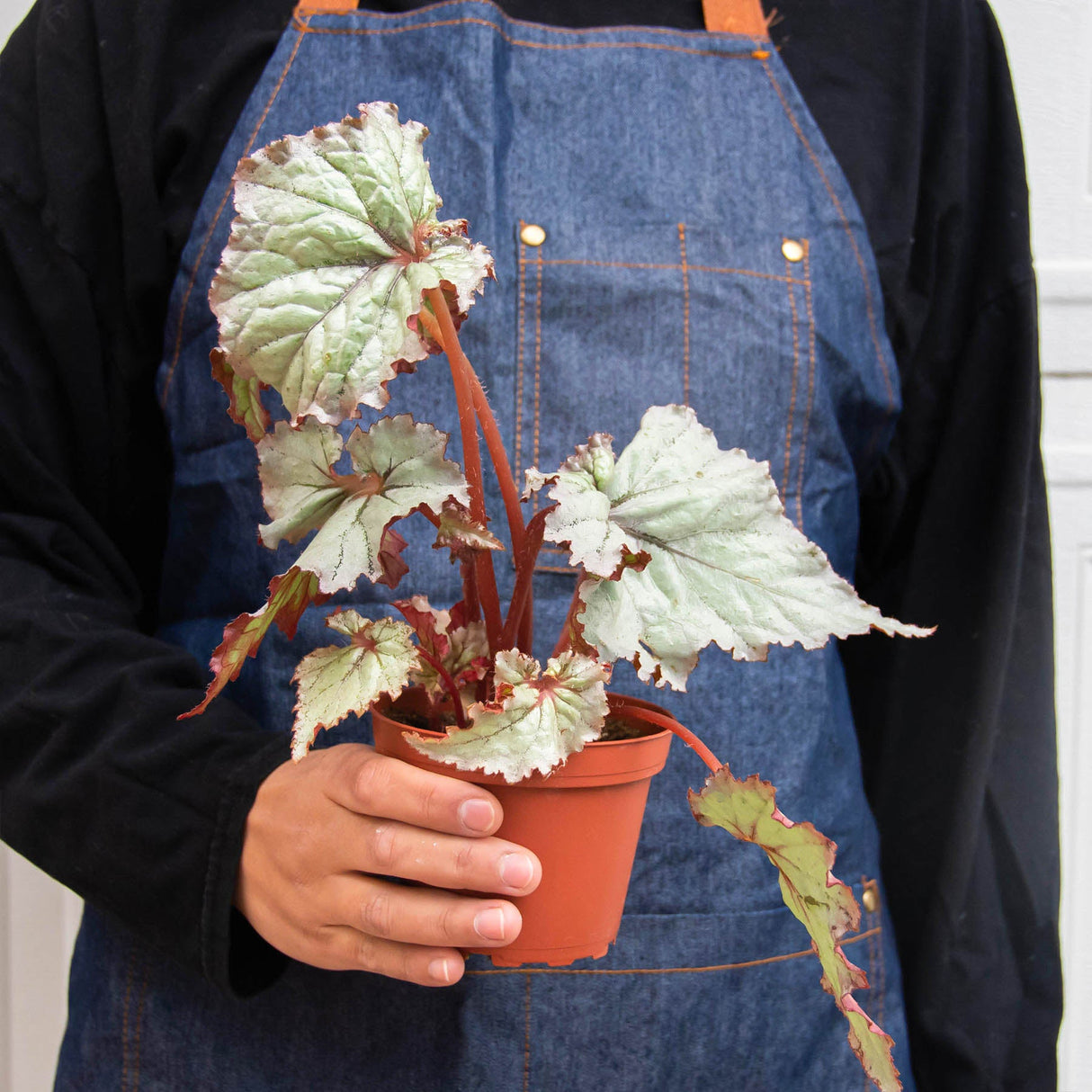 Rex Begonia Plant 4-Pack Variety
