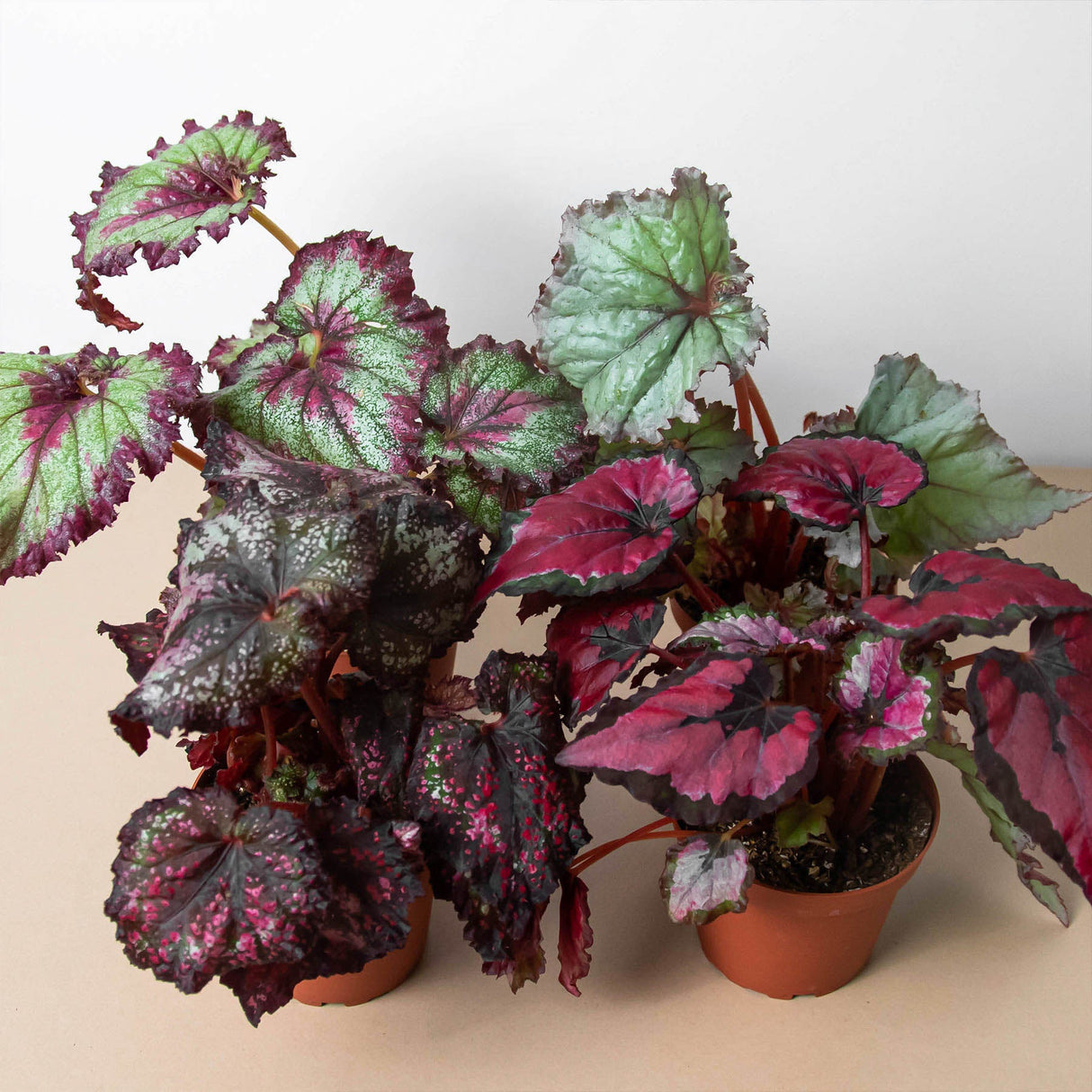 Rex Begonia Plant 4-Pack Variety