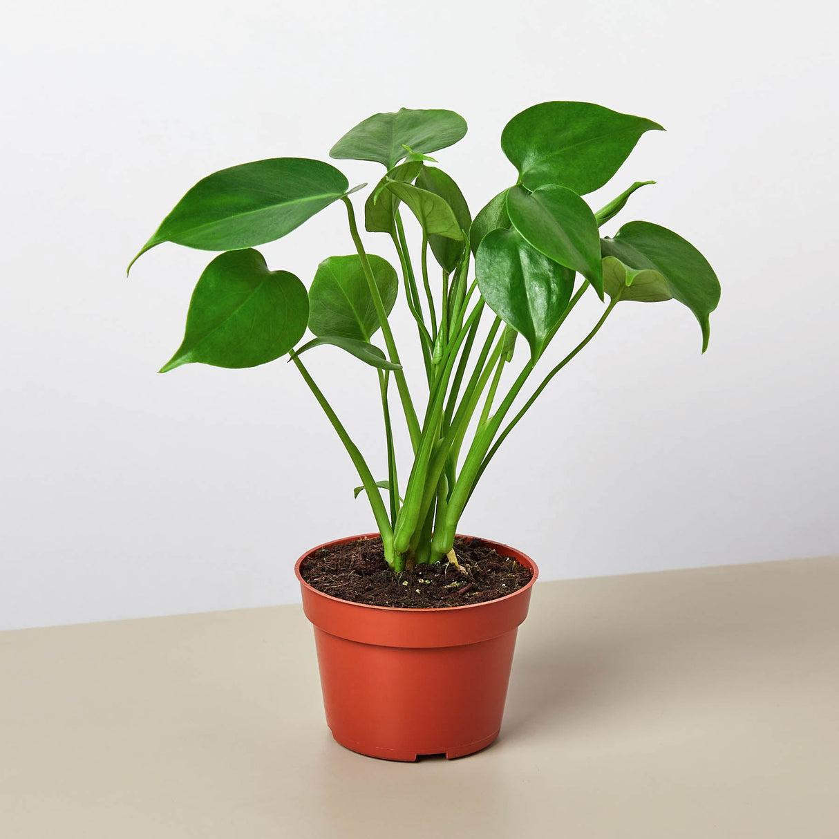 Monstera Plant Bundle