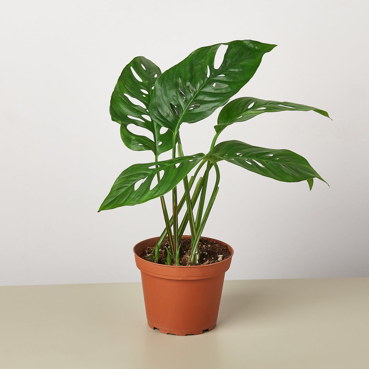 Monstera Plant Bundle