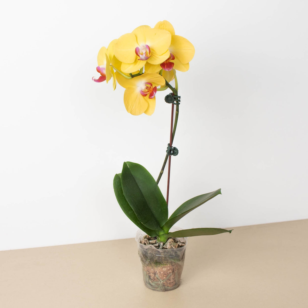 Yellow Phalaenopsis Orchid Plant