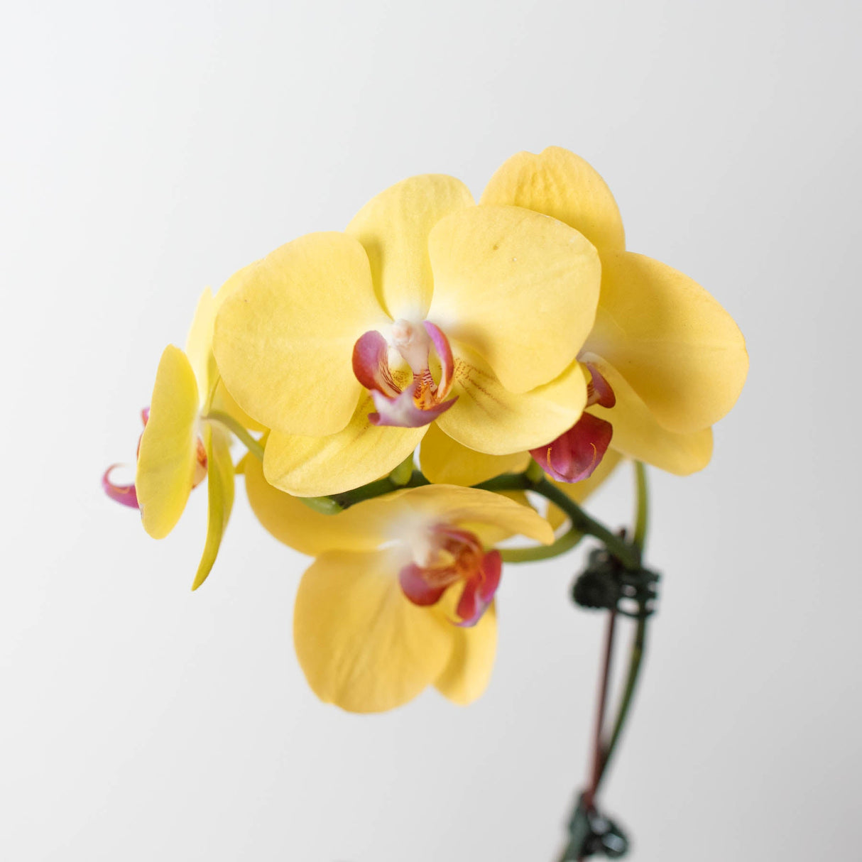 Yellow Phalaenopsis Orchid Plant