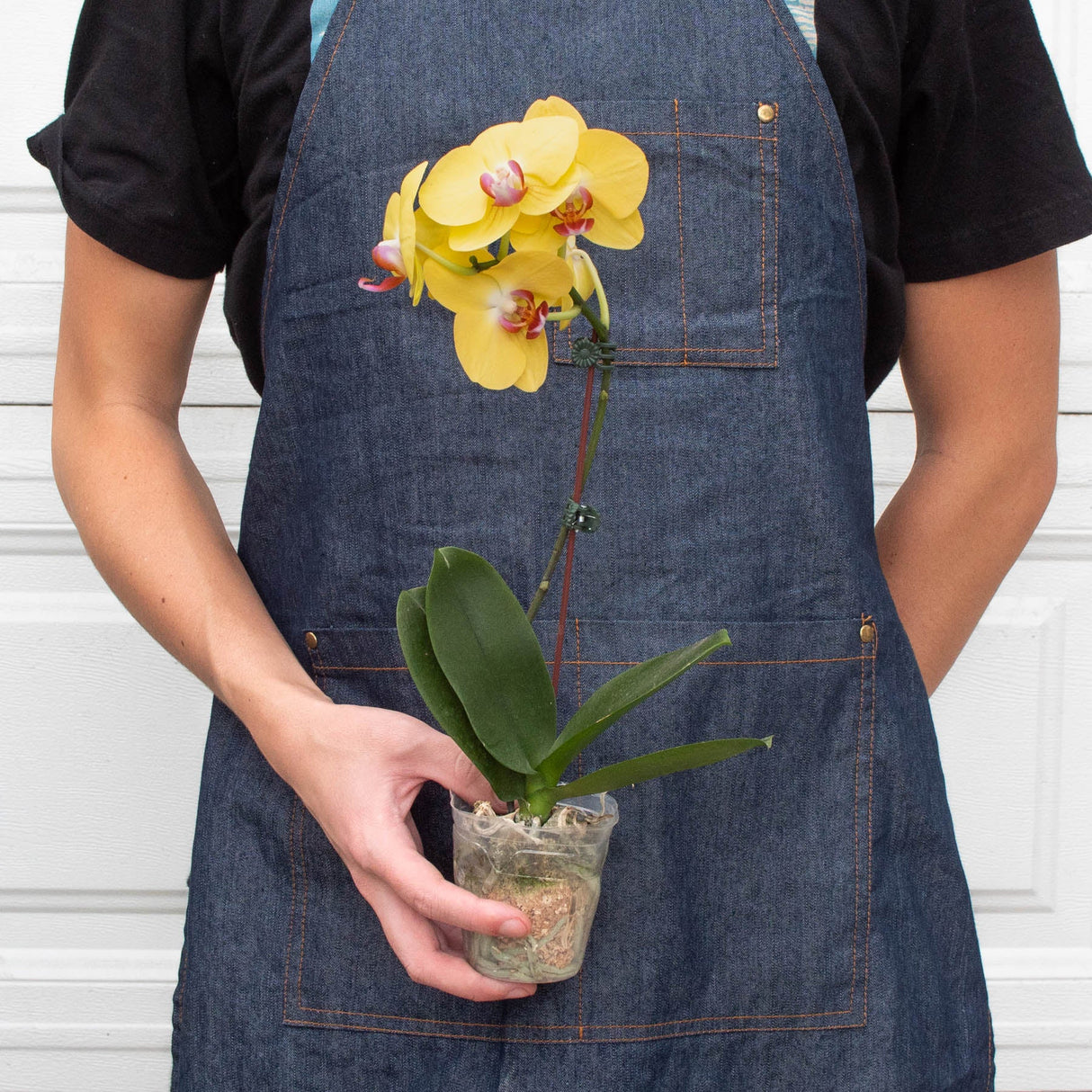 Yellow Phalaenopsis Orchid Plant