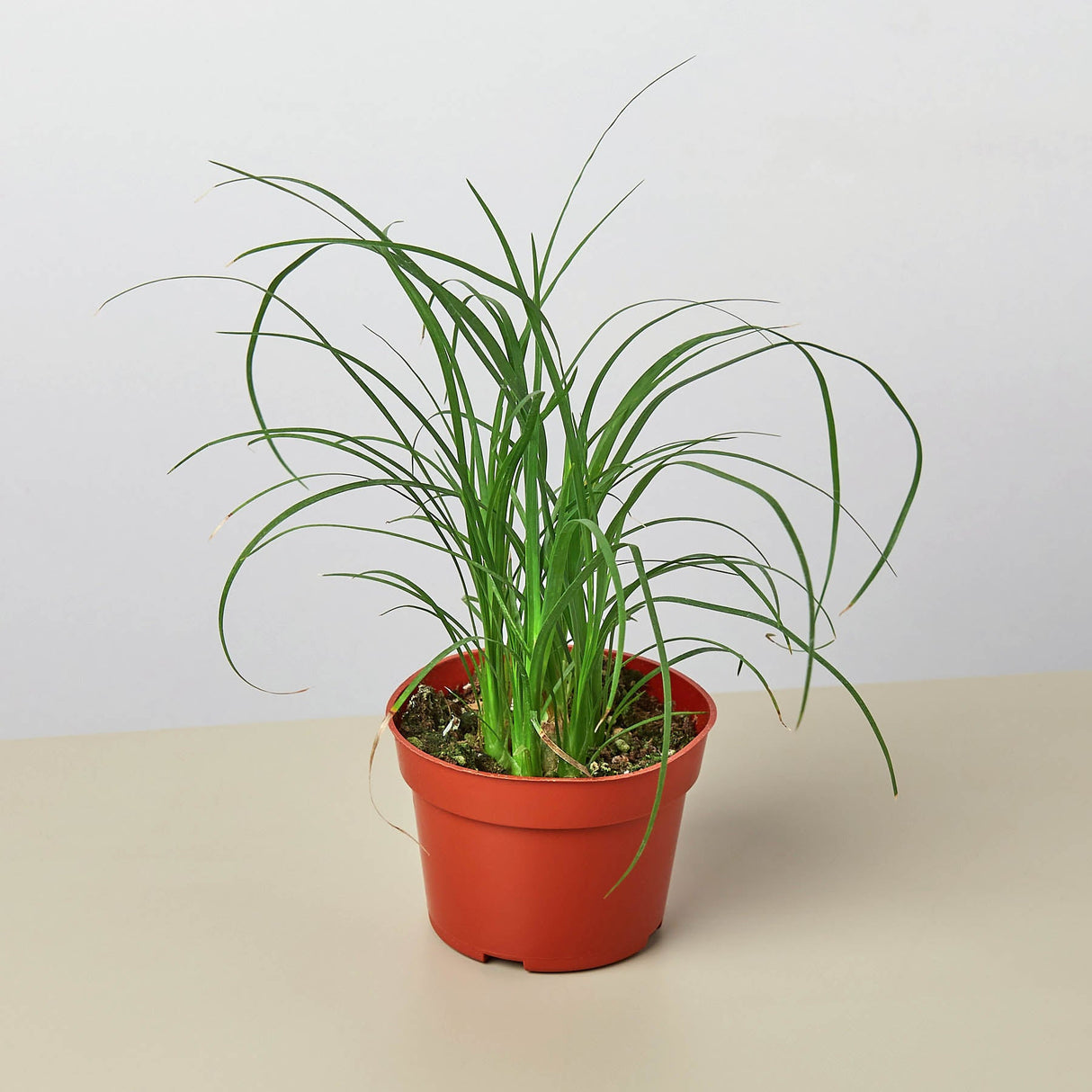 Ponytail Palm Plant